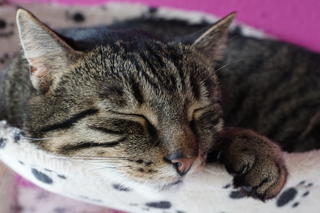眠る猫